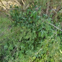 Solanum chenopodioides at Molonglo River Reserve - 1 Feb 2024 11:26 AM