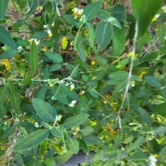 Solanum chenopodioides at Molonglo River Reserve - 1 Feb 2024 11:26 AM