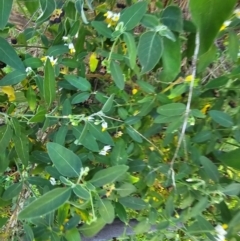 Solanum chenopodioides at Molonglo River Reserve - 1 Feb 2024