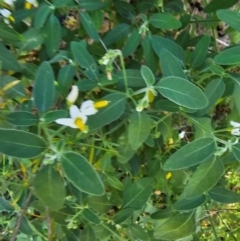 Solanum chenopodioides at Molonglo River Reserve - 1 Feb 2024 11:26 AM