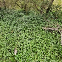 Vinca major (Blue Periwinkle) at Molonglo River Reserve - 31 Jan 2024 by Jiggy