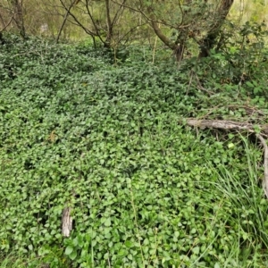 Vinca major at Lower Molonglo - 1 Feb 2024