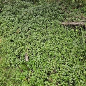 Vinca major at Lower Molonglo - 1 Feb 2024