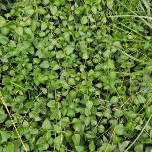 Vinca major at Lower Molonglo - 1 Feb 2024