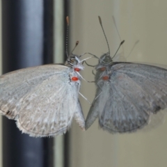 Unidentified Blue or Copper (Lycaenidae) at Wellington Point, QLD - 28 Jan 2024 by TimL