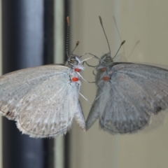 Zizina otis (Common Grass-Blue) at Wellington Point, QLD - 29 Jan 2024 by TimL