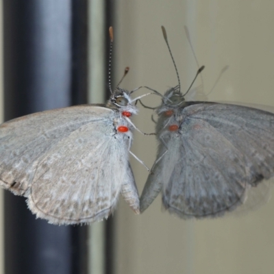 Unidentified Blue or Copper (Lycaenidae) at Wellington Point, QLD - 28 Jan 2024 by TimL