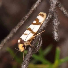 Linosticha cyclophragma (A Concealer Moth) at Black Mountain - 31 Jan 2024 by ConBoekel