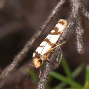 Linosticha cyclophragma at Black Mountain - 31 Jan 2024