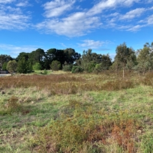 Hypericum perforatum at Mount Majura - 23 Jan 2024