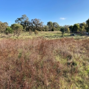 Hypericum perforatum at Mount Majura - 23 Jan 2024