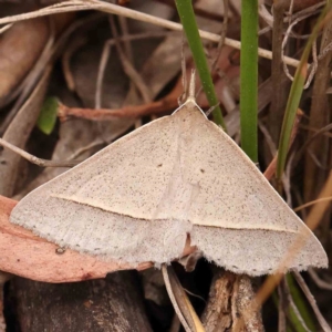 Epidesmia hypenaria at Black Mountain - 31 Jan 2024 11:50 AM