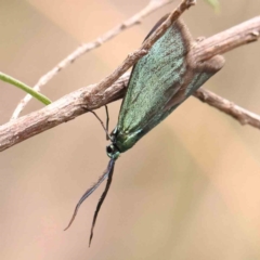 Pollanisus apicalis at O'Connor, ACT - 31 Jan 2024 by ConBoekel