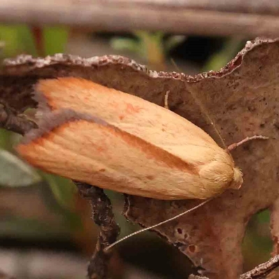 Ptyoptila matutinella (Wingia Group) at Black Mountain - 31 Jan 2024 by ConBoekel