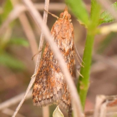 Achyra affinitalis (Cotton Web Spinner) at O'Connor, ACT - 30 Jan 2024 by ConBoekel