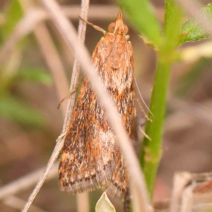 Achyra affinitalis at Black Mountain - 31 Jan 2024