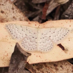 Idaea philocosma (Flecked Wave) at Black Mountain - 31 Jan 2024 by ConBoekel