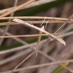 Platyptilia celidotus (Plume Moth) at Black Mountain - 31 Jan 2024 by ConBoekel