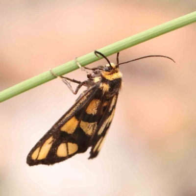 Amata (genus) (Handmaiden Moth) at Black Mountain - 31 Jan 2024 by ConBoekel