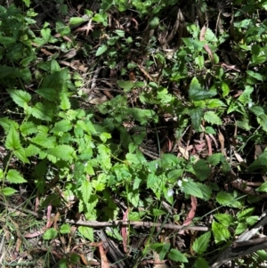 Veronica grosseserrata at Uriarra Village, ACT - 1 Feb 2024