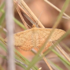 Scopula rubraria (Reddish Wave, Plantain Moth) at Black Mountain - 31 Jan 2024 by ConBoekel