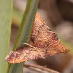 Endotricha pyrosalis (A Pyralid moth (Endotrichinae) at Point 83 - 31 Jan 2024 by ConBoekel