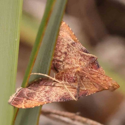 Endotricha pyrosalis (A Pyralid moth) at Black Mountain - 31 Jan 2024 by ConBoekel