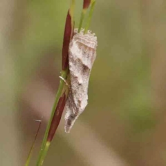 Unidentified Tortricid moth (Tortricidae) at Black Mountain - 31 Jan 2024 by ConBoekel