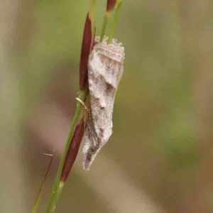 Heliocosma (genus) at Black Mountain - 31 Jan 2024 11:10 AM