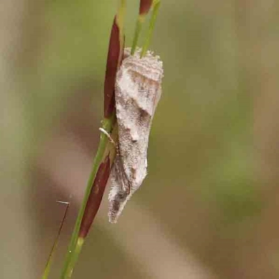 Heliocosma melanotypa at O'Connor, ACT - 31 Jan 2024 by ConBoekel