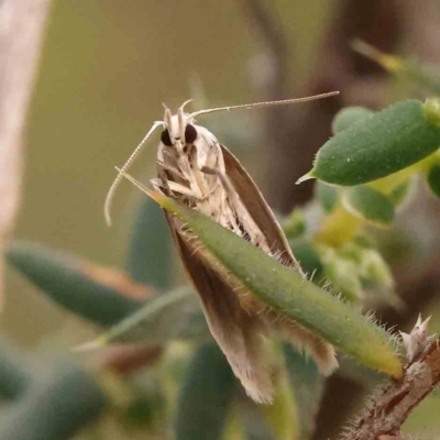 Oecophoridae (family) (Unidentified Oecophorid concealer moth) at Black Mountain - 31 Jan 2024 by ConBoekel