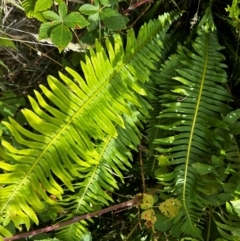 Blechnum nudum (Fishbone Water Fern) at Uriarra Village, ACT - 25 Jan 2024 by Rebeccaryanactgov