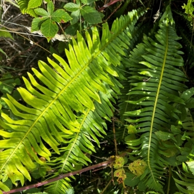 Blechnum nudum (Fishbone Water Fern) at Uriarra Village, ACT - 25 Jan 2024 by Rebeccaryanactgov