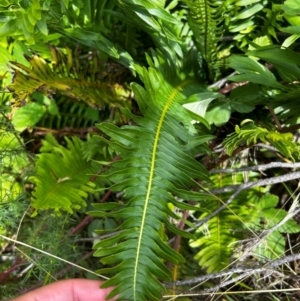 Blechnum nudum at Uriarra Village, ACT - 25 Jan 2024