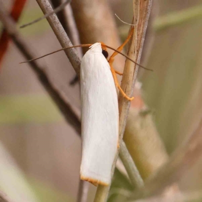 Ardozyga hilara (A Gelechioid moth) - NatureMapr Australia