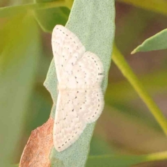 Idaea philocosma (Flecked Wave) at Black Mountain - 31 Jan 2024 by ConBoekel