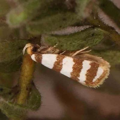 Eulechria contentella (A concealer moth) at O'Connor, ACT - 30 Jan 2024 by ConBoekel