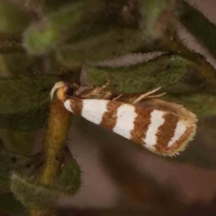 Eulechria contentella at Black Mountain - 31 Jan 2024 10:27 AM