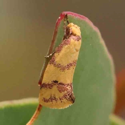 Psaroxantha basilica (A Concealer moth (Wingia Group)) at Black Mountain - 31 Jan 2024 by ConBoekel