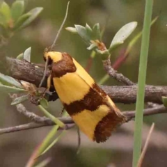 Chrysonoma fascialis (A concealer moth) at Black Mountain - 30 Jan 2024 by ConBoekel