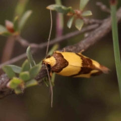 Chrysonoma fascialis at Black Mountain - 31 Jan 2024