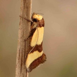 Chrysonoma fascialis at Black Mountain - 31 Jan 2024