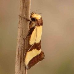 Chrysonoma fascialis (A concealer moth) at O'Connor, ACT - 31 Jan 2024 by ConBoekel