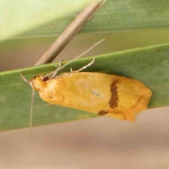 Plectobela undescribed species at Black Mountain - 31 Jan 2024 by ConBoekel