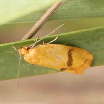 Unidentified Concealer moth (Oecophoridae) at Black Mountain - 30 Jan 2024 by ConBoekel