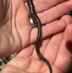 Hemiergis talbingoensis (Eastern Three-toed Earless Skink) at Ainslie, ACT - 28 Jan 2024 by RussA