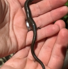 Hemiergis talbingoensis at Ainslie, ACT - 28 Jan 2024