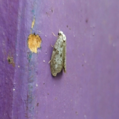 Lepidoscia (genus) ADULT (A Case moth) at QPRC LGA - 1 Feb 2024 by Csteele4