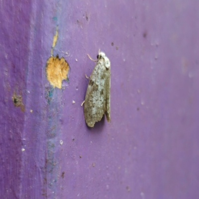 Lepidoscia (genus) ADULT (A Case moth) at QPRC LGA - 1 Feb 2024 by Csteele4