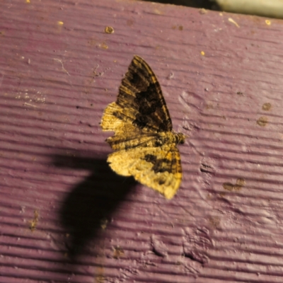 Unidentified Geometer moth (Geometridae) at QPRC LGA - 1 Feb 2024 by Csteele4